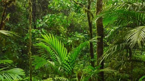 A lush green forest with lots of trees and leaves Stock Footage 310386175