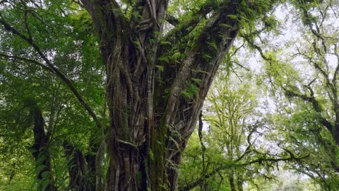 A lush green forest with lots of trees and leaves Stock Footage 310386228
