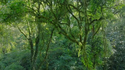 A lush green forest with lots of trees and leaves Stock Footage 310386273