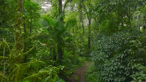A lush green forest with lots of trees and leaves Stock Footage 310386404