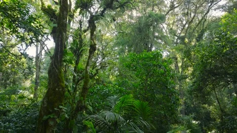 A lush green forest with lots of trees and leaves Stock Footage 310386442