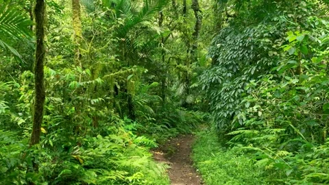A lush green forest with lots of trees and leaves Stock Footage 310386609