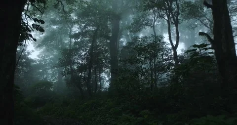Lush green forest with lots of trees and leaves in fog Stock Footage 310409731