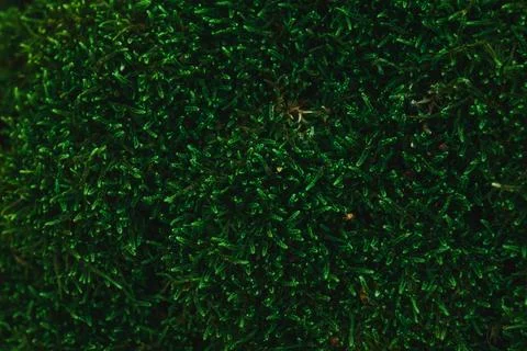 Lush green forest moss texture background close up view Stock Photos