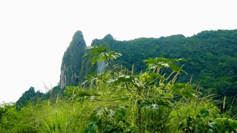 A lush green forest with a mountain in the background Video stock 277964318