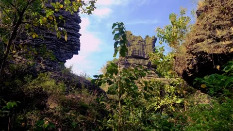 A lush green forest with a mountain in the background Video stock 278671714