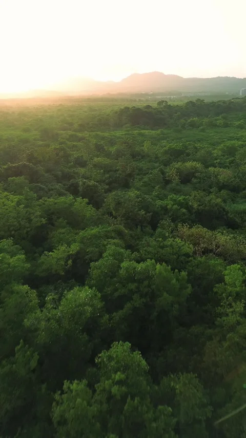A lush green forest with a mountain in the background Stock Footage 328414122