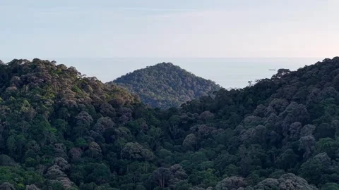 Lush green forest with a mountain in the background Видео 332228279