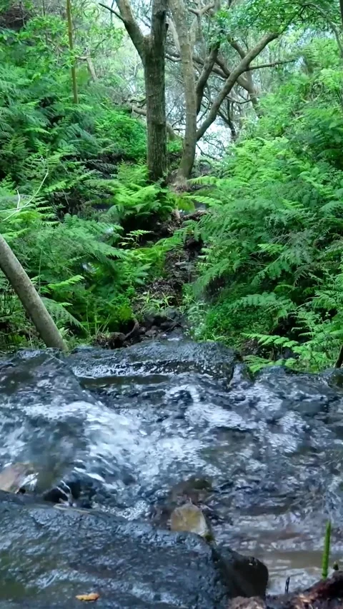Lush green forest with a mountain stream running Видео 334443023
