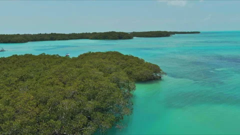 Lush Green Forest by the Ocean Stock Footage 288097992