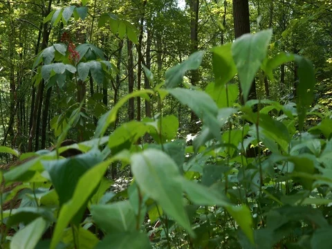 Lush green forest in Ohio, camera movement Stock Footage 82704312