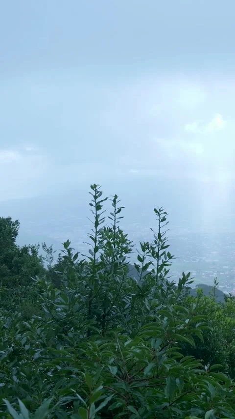 Lush green forest overlooking a town on a foggy day Stock Footage 329865404