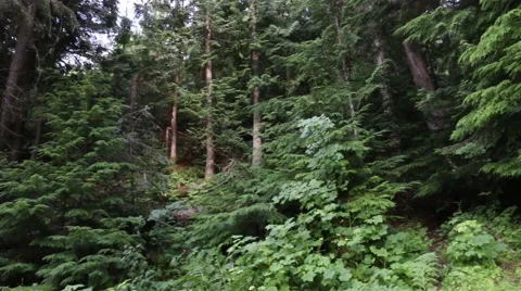 Lush green forest pan shot Stock Footage 52493953