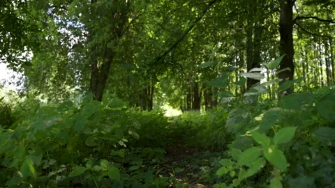 Lush green forest path bathed in soft morning light. Dense undergrowth line.. Stock Footage 340039911