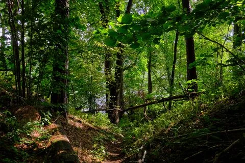 Lush green forest path with dappled sunlight Stock Photos