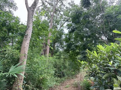 Lush Green Forest Path with Dense Vegetation Stock Photos