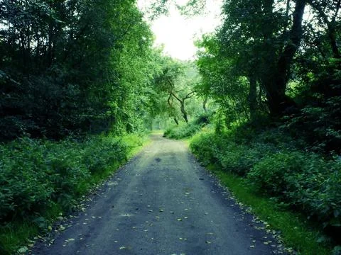 Lush green forest path landscape with light at the end of trail Stock Photos