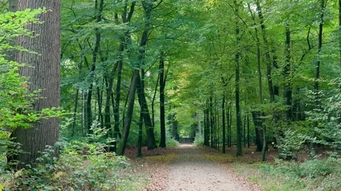 Lush green forest path leading into the woods Stock-Footage 320812670