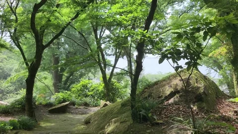 Lush green forest path lined with mossy rocks and tall trees 스톡 동영상 337697911