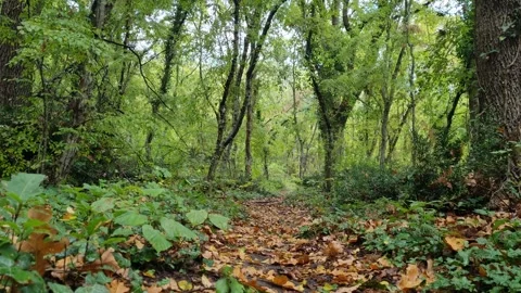 Lush Green Forest Path with Natural Light and Tranquil Mood Stock Footage 320161990