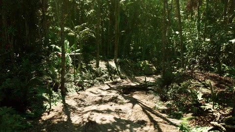 Lush green forest path in Paraguay showcasing dense tropical vegetation Stock-Footage 308528901