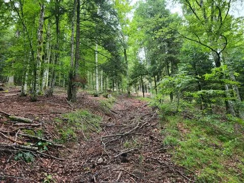 Lush Green Forest Path Stock Photos