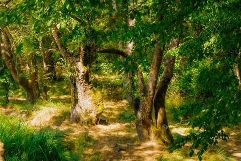 Lush green forest path with sunlight filtering through ancient trees in summe Stock Photos