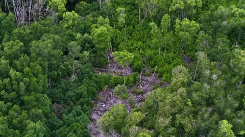 Lush green forest with a path through it 스톡 동영상 329239356