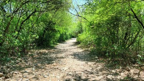 Lush Green Forest Path Under Bright Sunlight In Summer Season Foto stock