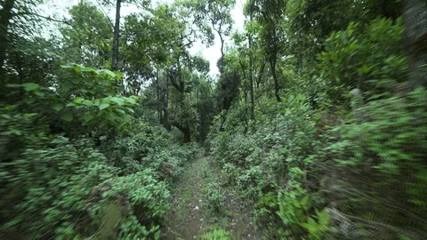 Lush Green Forest Path Walk Through 動画素材 90948126