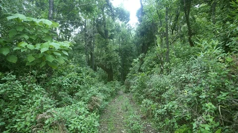 Lush Green Forest Path Walk-through Stock Footage 90948450