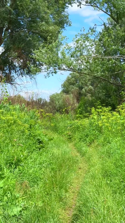 Lush green forest path with wild plants and blue sky Stock Footage 311982370