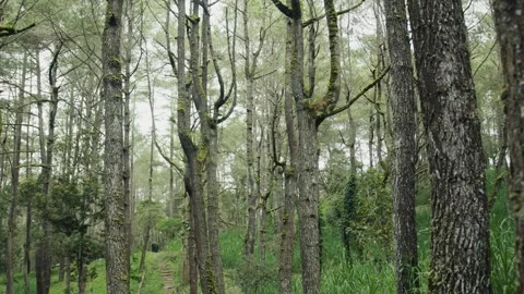 Lush green forest path winds through majestic trees Stock Footage 305355243