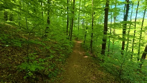 Lush green forest path winds through tall trees. Ovcar Kalbar Gorge, Serbia 스톡 동영상 333843172