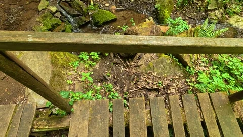 Lush green forest path winds through tall trees. Balkans, Serbia. Stock Footage 336894066