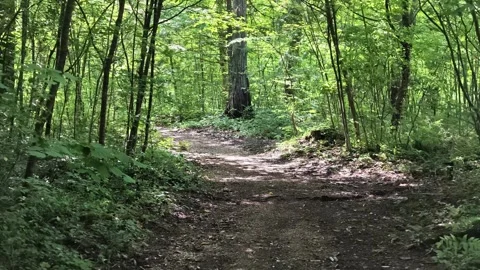 Lush green forest path winds through tall trees Stock Footage 340432244