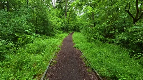 Lush green forest path winds through tall trees. Sumarice, Kragujevac Stock Footage 340900382