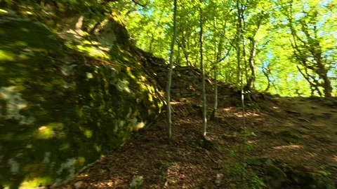 Lush green forest path winds through tall trees. Boracki krs Serbia 動画素材 345004131