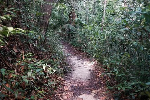 Lush green forest path winds through dense undergrowth Stock Photos