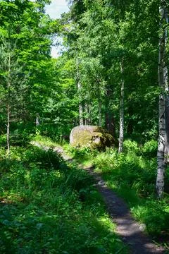 Lush green forest path winds through tall trees 스톡 사진