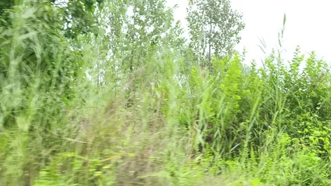 Lush Green Forest Pathway Stockbeeldmateriaal 343908412