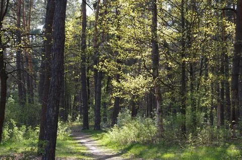 Lush green forest pathway inviting exploration during a sunny day in spring Stock Photos