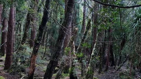 Lush Green Forest Stock Photos