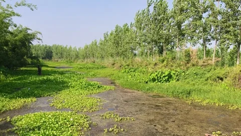 Lush Green Forest Pond Edge 库存影片 340517556