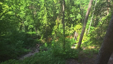 Lush green forest ravine with small stream flowing through dense undergrowth, Stock-Footage 342921725