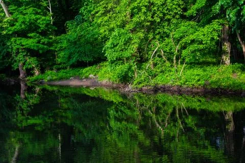 Lush green forest river reflection Stock Photos