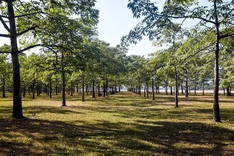 Lush Green Forest with Rows of Trees Underneath a Bright Sky Stock Photos