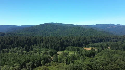 Lush green forest sideways flight Stock Footage 152744901