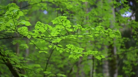 Lush Green Forest in Spring time Stock Footage 311146675
