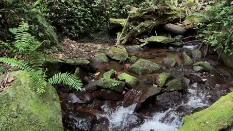 Lush Green Forest Stream Flowing Over Mossy Rocks, Tropical Jungle, Medium Shot Stock Footage 324851715